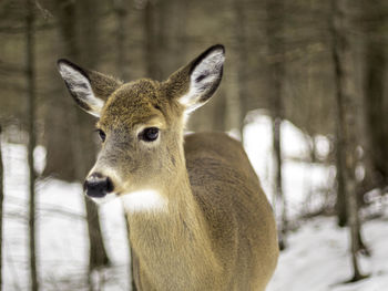 Close-up portrait of deer in forest during winter
