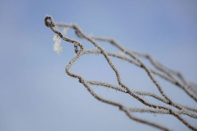 Close-up of snow on plant twigs against sky