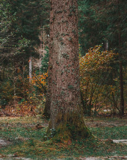 Trees in forest during autumn