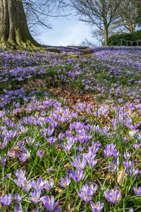 Close-up of purple flowers blooming on field