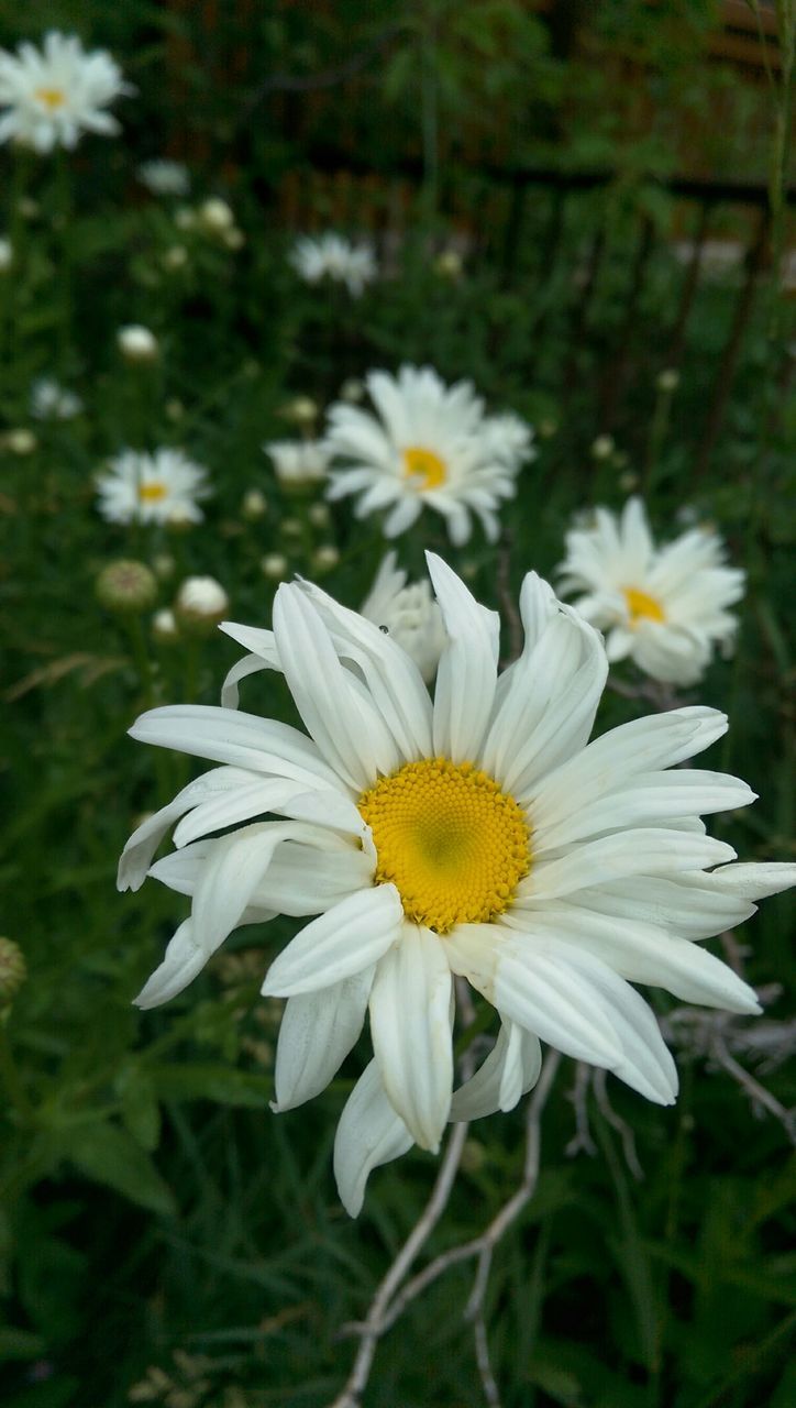 flower, petal, freshness, fragility, flower head, growth, white color, blooming, beauty in nature, focus on foreground, yellow, daisy, pollen, nature, plant, close-up, in bloom, day, high angle view, field