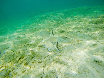 High angle view of fish swimming in sea