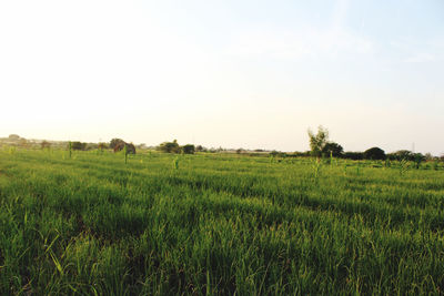 Scenic view of field against clear sky