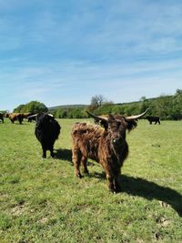 Cows in a field