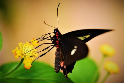 Close-up of butterfly pollinating on yellow flower