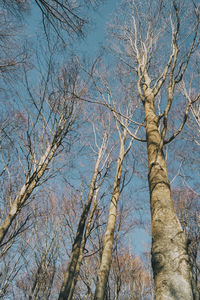 Low angle view of bare trees against sky