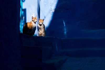 Cat sitting on wall