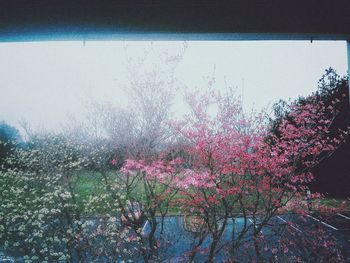 Pink flowering plant against clear sky