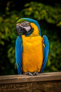 Close-up of a bird perching on wood