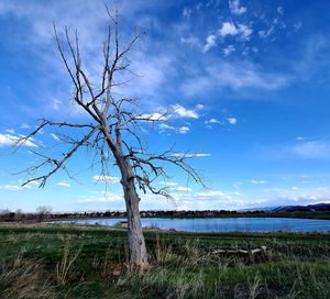 Bare tree on field against sky