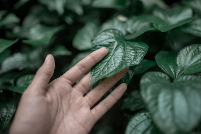 Close-up of cropped hand holding leaf