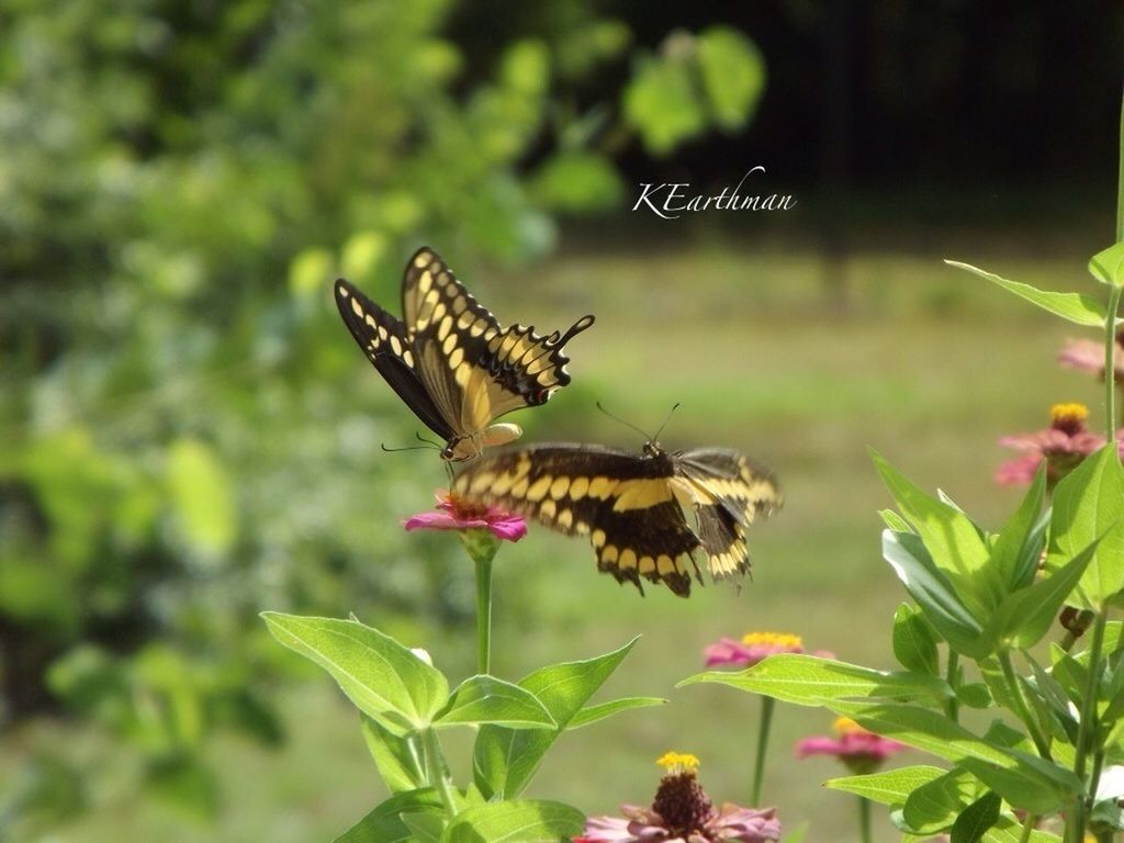 animals in the wild, animal themes, wildlife, one animal, insect, plant, leaf, focus on foreground, butterfly - insect, growth, nature, butterfly, close-up, green color, beauty in nature, spread wings, flying, flower, animal wing, outdoors