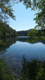 Reflection of trees in calm lake