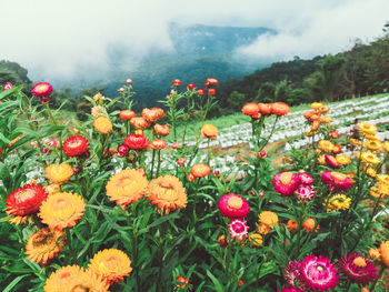 Close-up of flowering plants on field