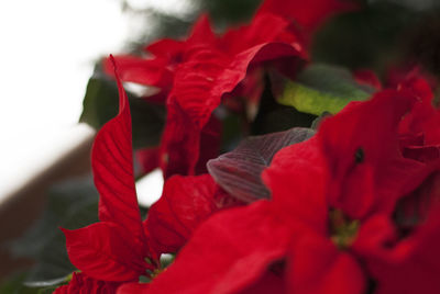 Close-up of red rose flower