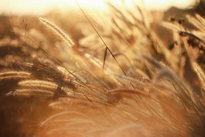 Close-up of stalks in field