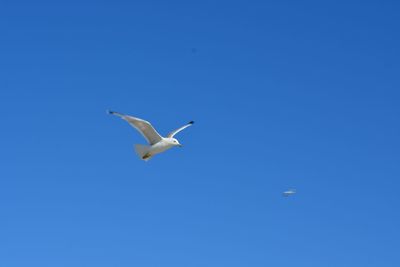 Low angle view of bird flying in clear blue sky