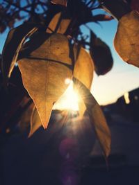 Close-up of autumn leaves against sun