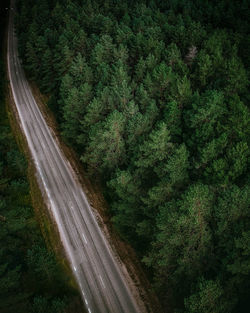 High angle view of road amidst trees in forest