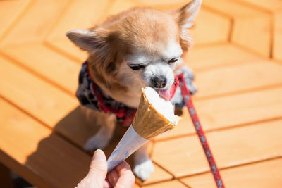 Cute pomeranian puppy dog in traditional yukata dress eat softcream ice cream feed by old man