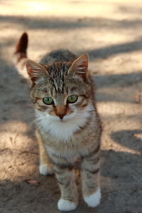 Portrait of cat