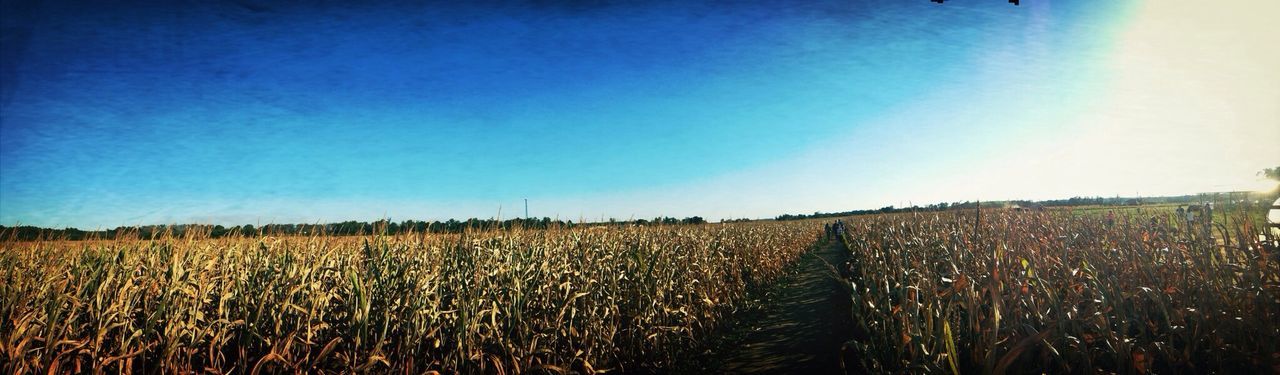 Holland Farms Pumpkin Patch & Peanut Farm