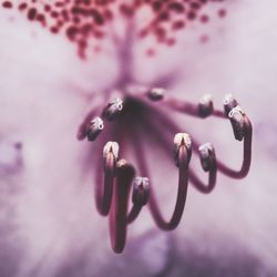 Close-up of raindrops on pink flower