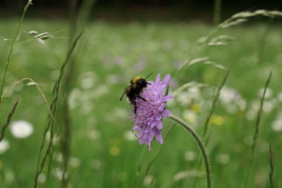 Bee pollinating on purple flower