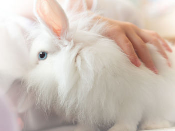 Close-up of hand holding white rabbit.