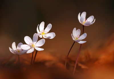 Close-up of white flowering plant