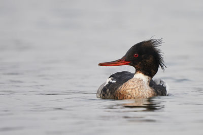 Close-up of duck swimming in lake