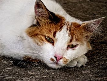 Close-up portrait of cat