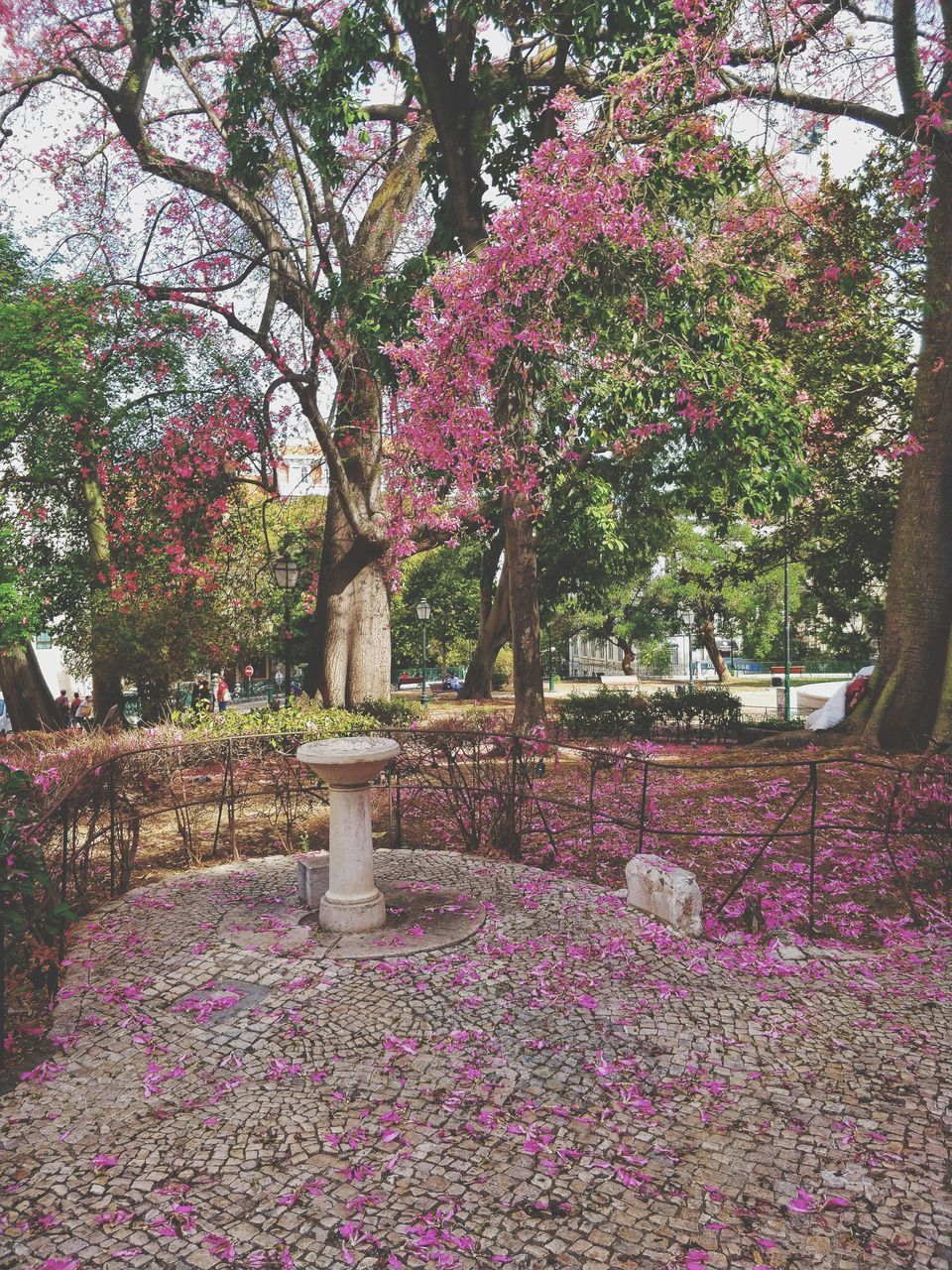 PINK FLOWERING PLANTS IN PARK