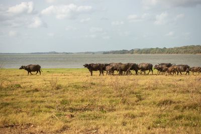 Water buffalo herd, minneriya national park