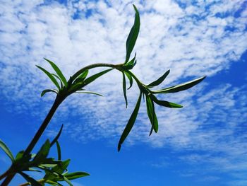 Low angle view of plant against sky