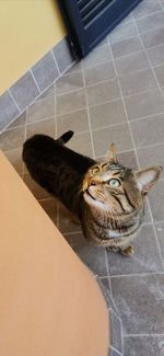 High angle view of cat sitting on floor