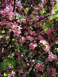 Pink flowers blooming on tree