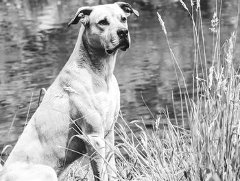 Dog looking away on field