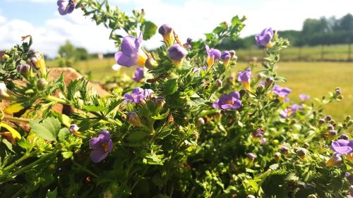 Close-up of purple flowers blooming in field