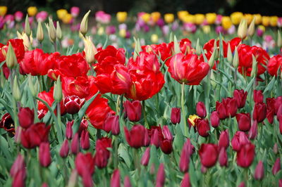 Red tulips in field