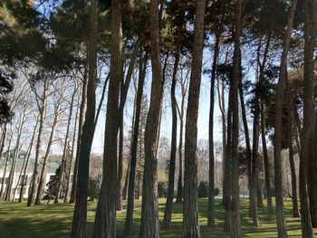 Trees in forest