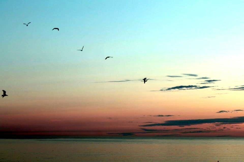 bird, flying, animal themes, water, animals in the wild, wildlife, sea, horizon over water, sunset, scenics, tranquil scene, sky, silhouette, tranquility, beauty in nature, nature, waterfront, idyllic, flock of birds