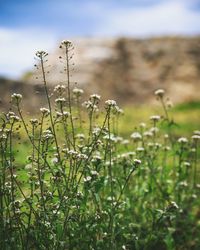 Close-up of plants growing on field