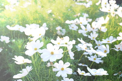 Close-up of white flowers blooming outdoors