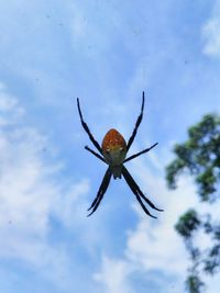 Close-up of spider against sky