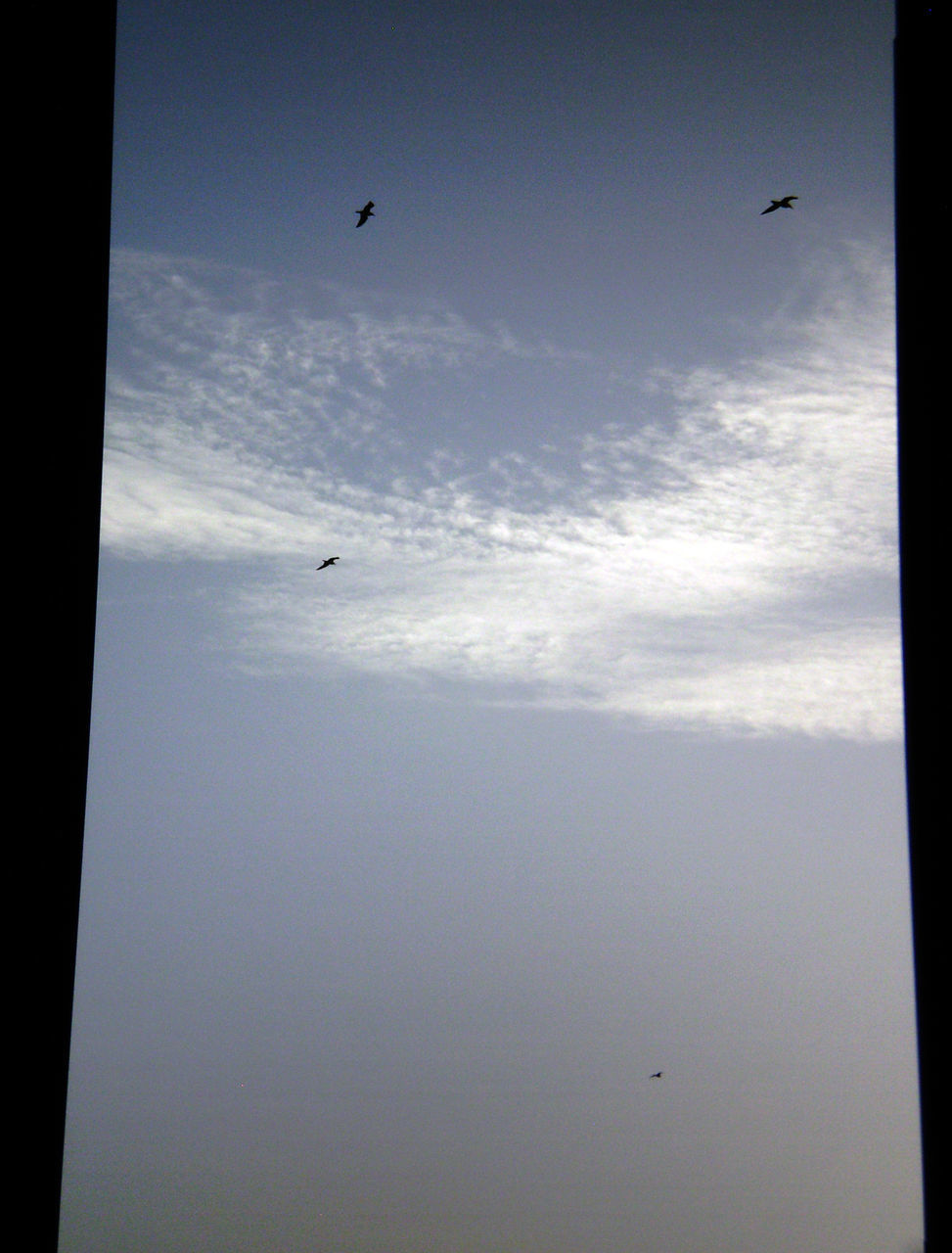 LOW ANGLE VIEW OF A BIRD FLYING