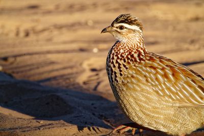 Close-up of a bird on sand