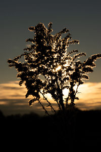Low angle view of silhouette tree against sky during sunset
