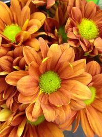 Close-up of yellow flower