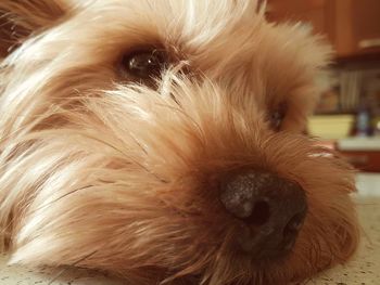 Close-up portrait of dog relaxing at home